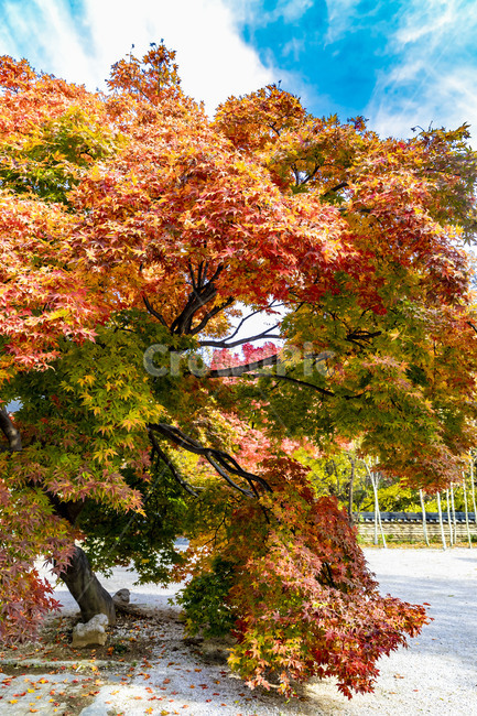 가을,계절,자연,감성,단풍,낙엽,나무,plant,tree,서정,가을낭만,식물,잎,maple,하늘,가을,계절,fall,autumn,season,식물,자연,plants,nature,leaf