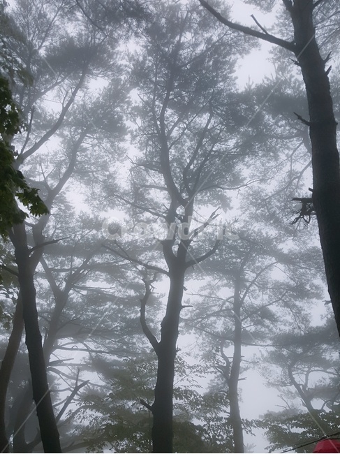캠핑장,안개,자연,날씨,아침안개,아침,숲속,nature,풍경