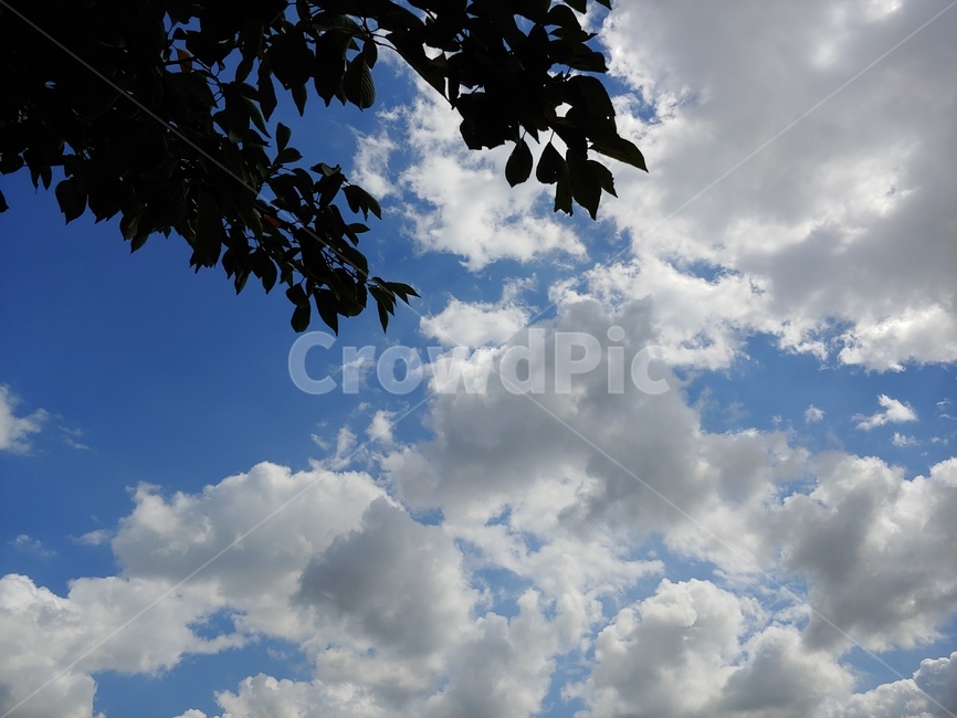 하늘,자연,구름,풍경,맑은하늘,배경,나뭇잎,푸른,자연,풍경,nature,landscape,outdoors,옥외,sky,weather,날씨,azure sky,푸른 하늘,cumulus,적운,cloud