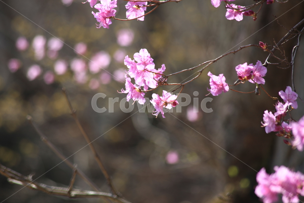 봄,꽃피는봄날,진달래꽃,희망,봄꽃,아름다움,봄,계절,spring,season,식물,자연,plants,nature,꽃,flower,plant,blossom