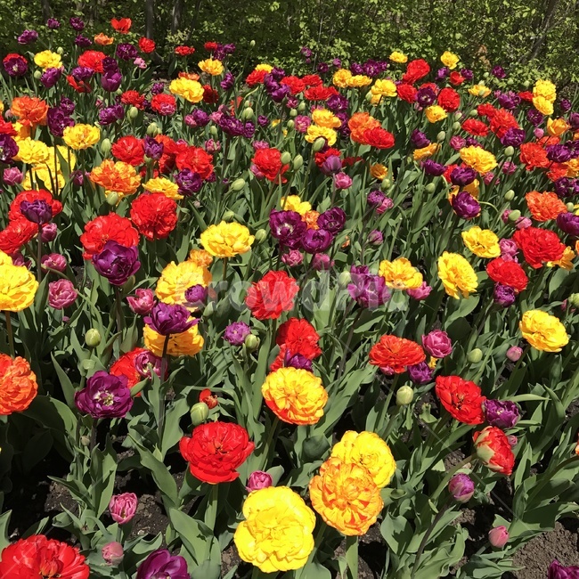 식물,꽃,튤립,plant,blossom,flower,tulip,식물,자연,plants,nature,꽃,flower