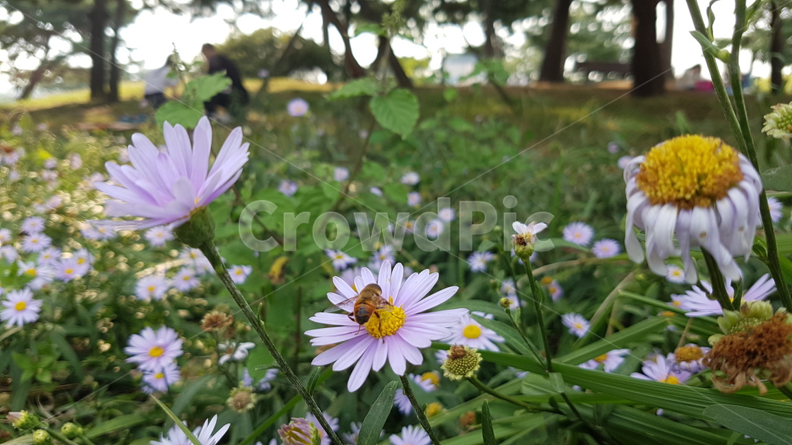 들국화,꿀벌,벌,가을,꽃,곤충,flower,bee,식물,들꽃,자연,nature