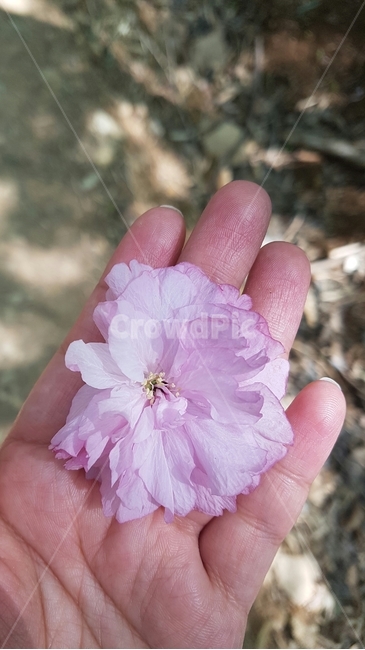 식물,꽃,핑크,분홍,자연