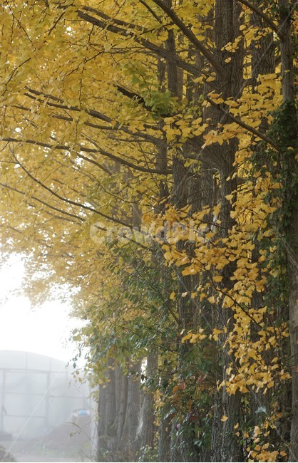 가을,은행나무,단풍,낙엽,나무,자연,식물,풍경,안개,자연풍경,감성,nature,fall,autumn,trees,yellow,green,가을,계절,fall,autumn,season,tree,plant,tree trunk,나무 줄기