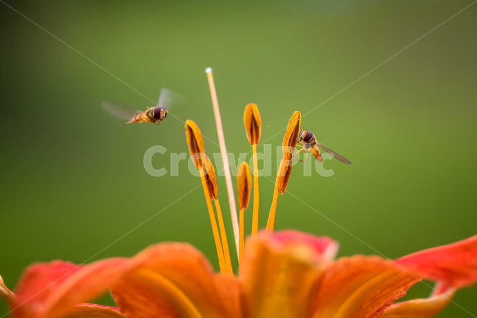 자연,풍경,꽃,홑왕원추리,곤충,꽃등에,nature,landscape,flower,daylily,insect,dronefly,식물,자연,plants,nature,꽃,flower,동물,animal,곤충,벌레,insect,bug