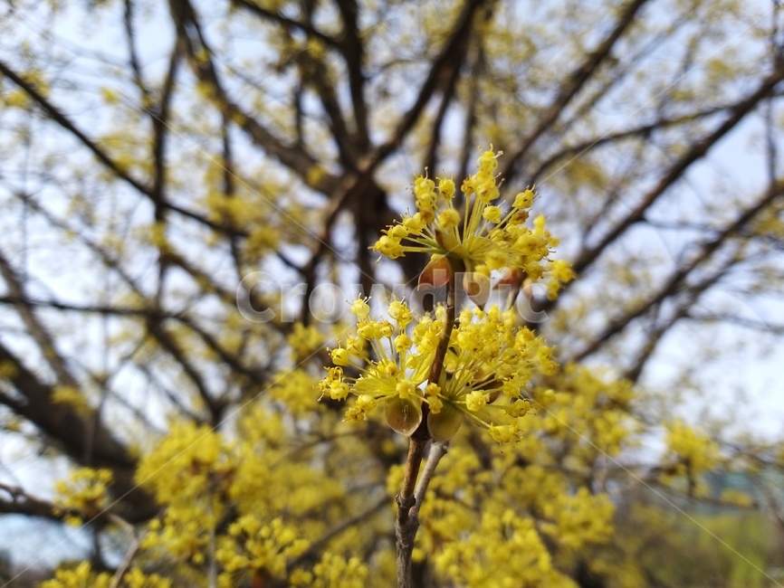 plant,식물,꽃,blossom,flower