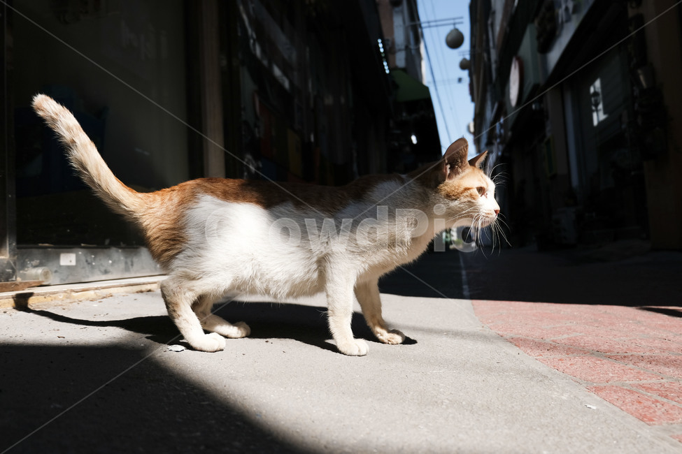 고양이,동물,포유류,길,cat,animal,mammal,골목,골목길,alley
