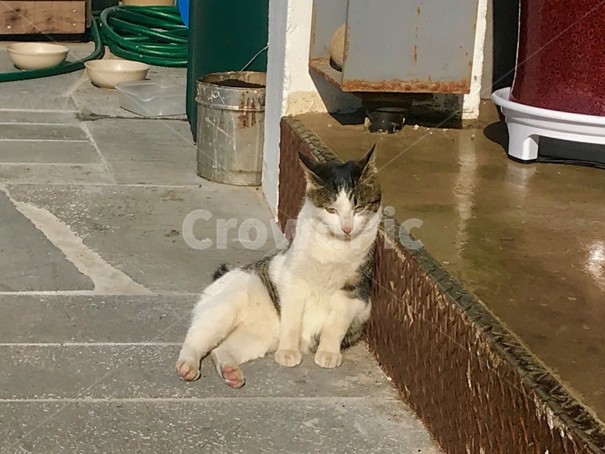 고양이,동물,냐옹이,반쯤누워있는,불량한자세
