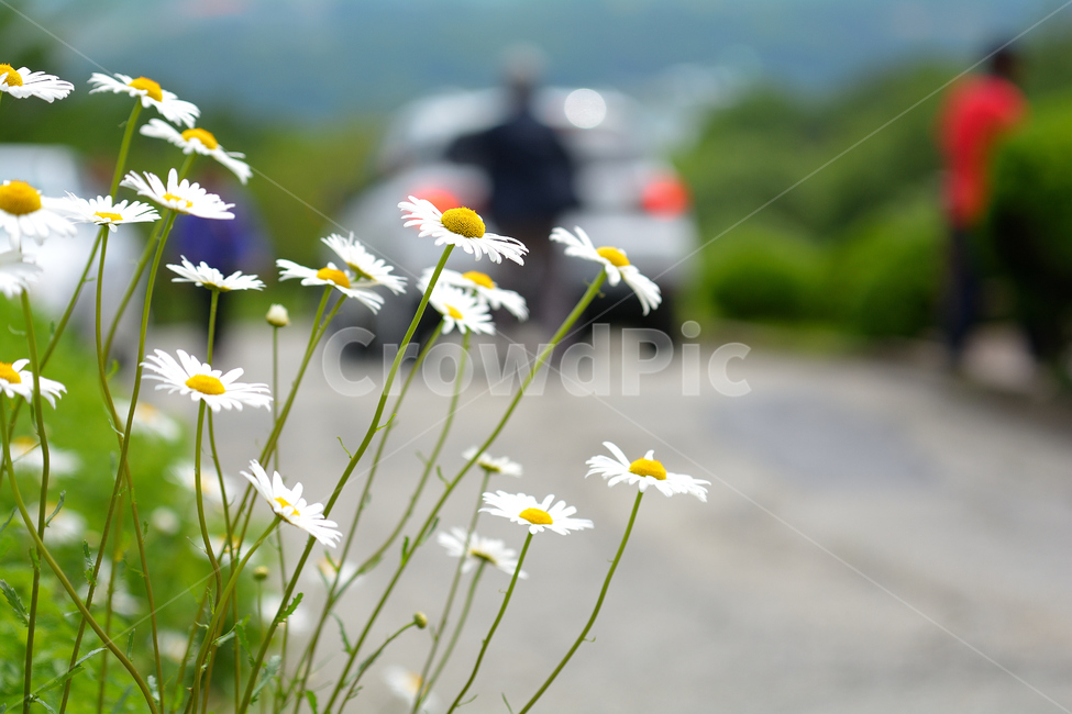 봄,꽃,하얀,식물,산책,공원,느낌,분위기,노랑,노란,초록,식물,자연,plants,nature,꽃,flower