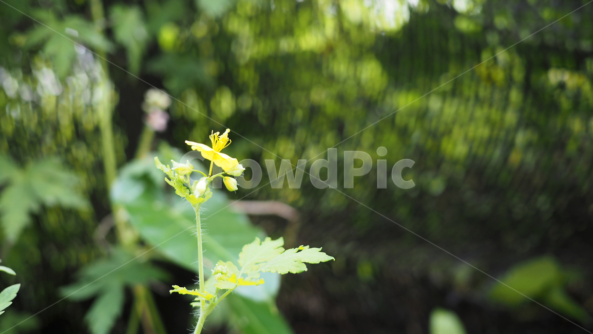 식물,잎사귀,그린,돌,plant