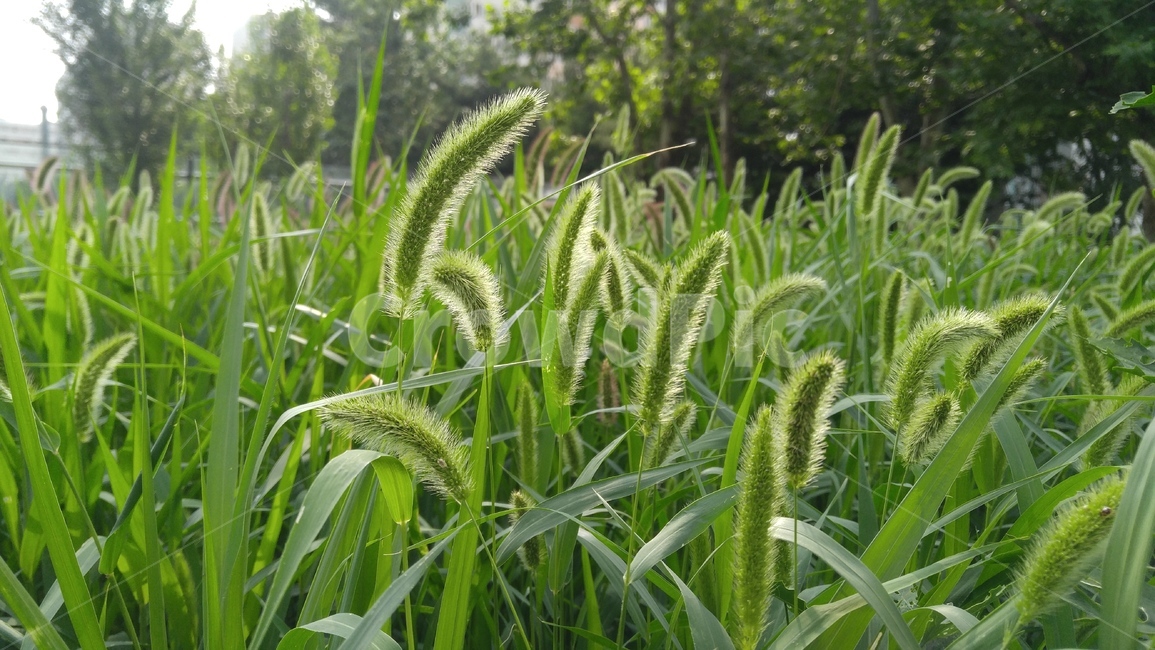 강아지풀,풀,잡초,식물,녹색,풀잎,grass,weeds,plants,green