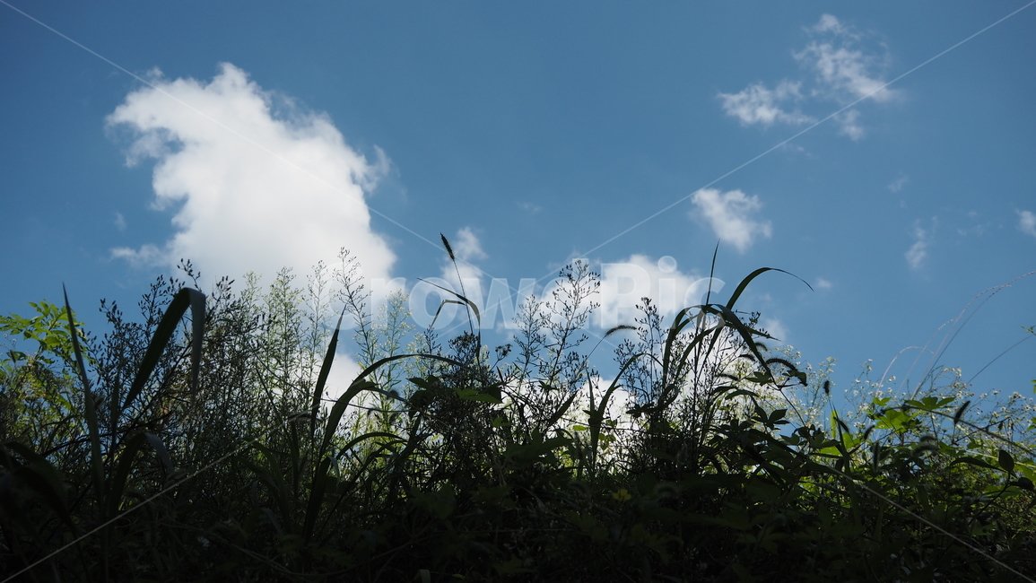자연,날씨,옥외,구름,하늘,nature,weather,outdoors,cloud,sky,식물,plant,자연,풍경,nature,landscape,grass,잔디