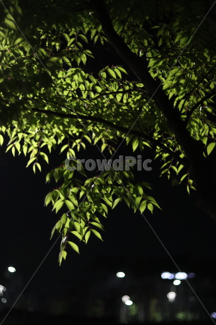 야경,잎,나무,푸르름,봄,밤,불,야경,밤,풍경,nightscape,night,landscape,식물,자연,plants,nature