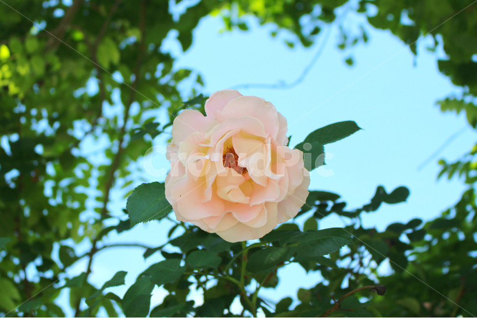 꽃,장미,하얀장미,감성사진,여름,5월,흰색,flower,rose,풍경,풍경사진,자연,식물,자연,plants,nature,꽃,flower