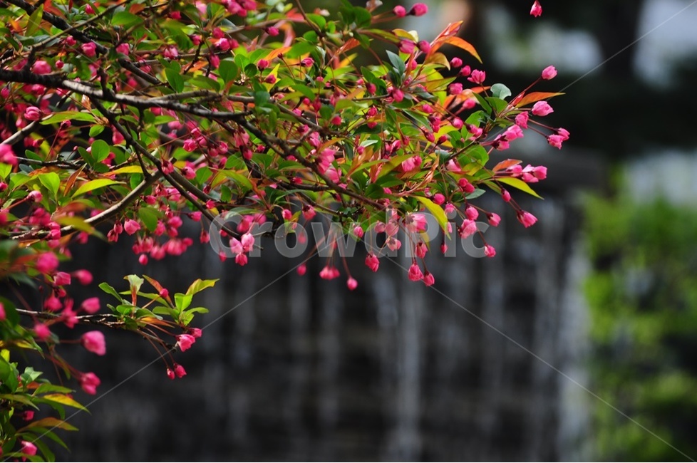 수사해당화,해당화,분재,분홍겹꽃,장미,봄,계절,spring,season,식물,자연,plants,nature,꽃,flower,plant