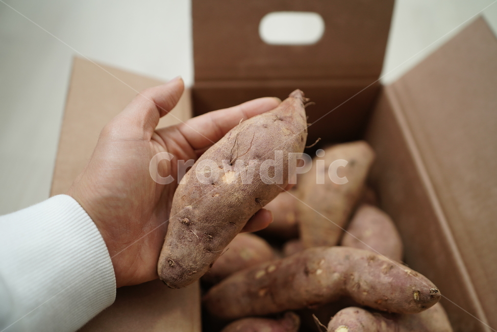 고구마,작물,식물,음식,건강식,채소,박스,먹방,생물,농사,상자,푸드,food,먹거리,간식,겨울,사람,인물,인간,human,person,신체일부,몸,body,채소,야채,vegetables