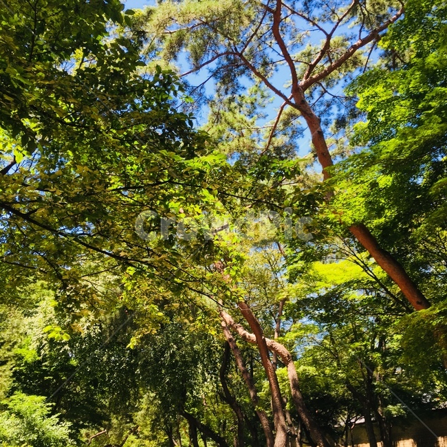 나무,초록,초록색,green,tree