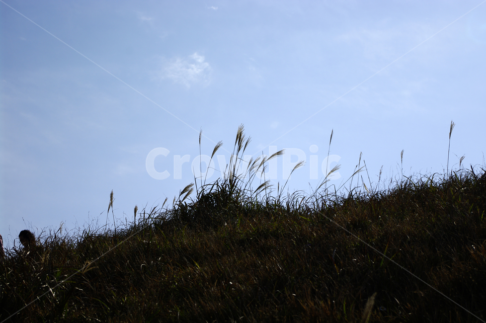 하늘,언덕,풀,잡초,풍경,식물,grass,잔디,plant