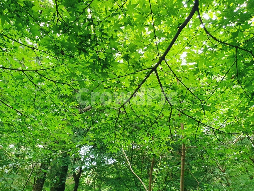 plant,식물,잎,leaf,나무,나무줄기,treetrunk,햇빛,자연풍경,여름,여름나무