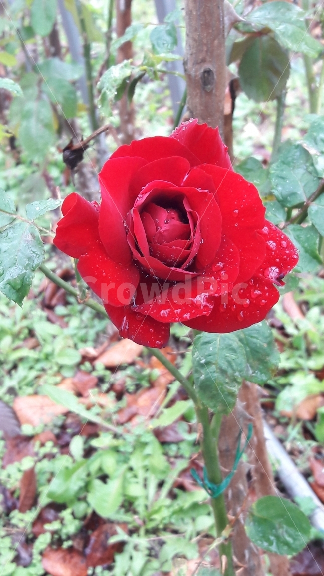 꽃,장미,빨강,가시,빗방울,식물,자연,plants,nature,꽃,flower