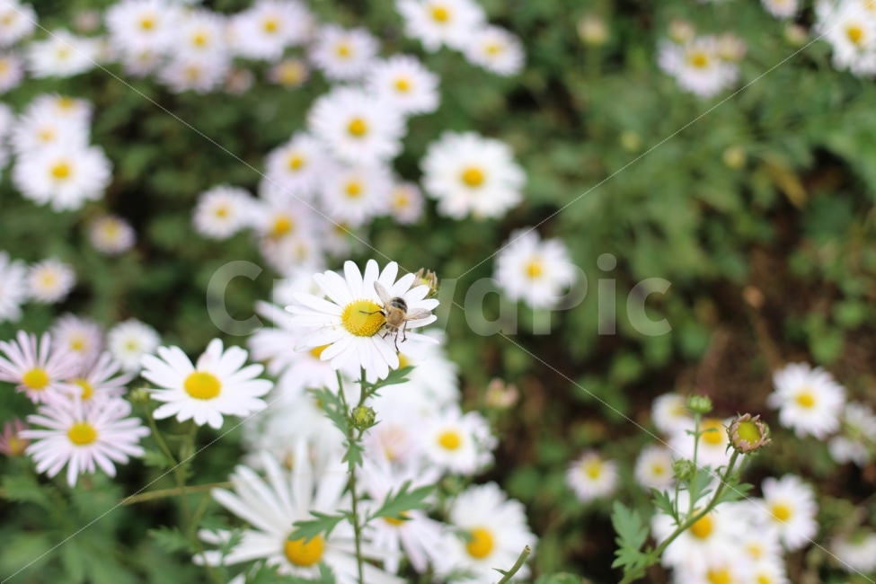 구절초,flower,꽃,canon,100d,dslr,스냅,picture,view,식물,자연,plants,nature,꽃,flower,동물,animal,곤충,벌레,insect,bug