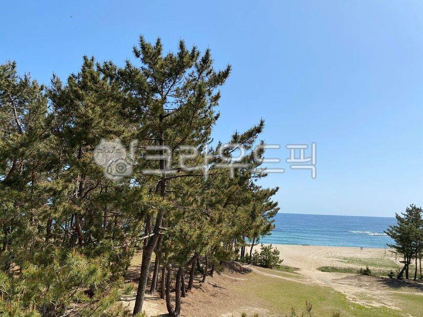 소나무, 해송, 바닷가, 나무, tree, 사진,이미지,일러스트,캘리그라피 - 구르밋작가