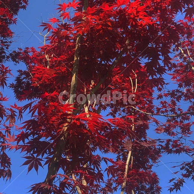 단풍,단풍잎,가을,하늘,maple,fall,sky