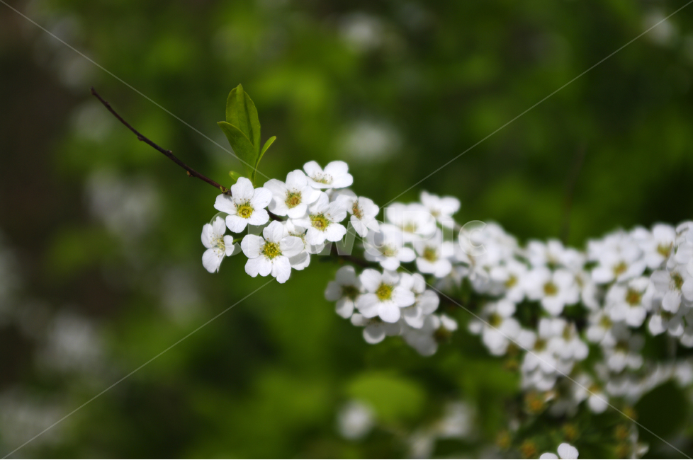 조팝꽃,식물,자연,꽃,flower,color,식물,자연,plants,nature,꽃,flower
