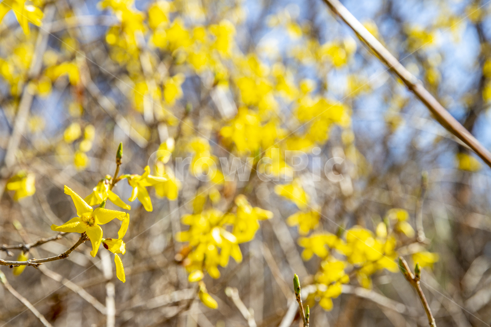 개나리,봄,봄꽃,노란꽃,koreanforsythia,yellow,spring,flower,봄,계절,spring,season,식물,자연,plants,nature,꽃,flower,plant