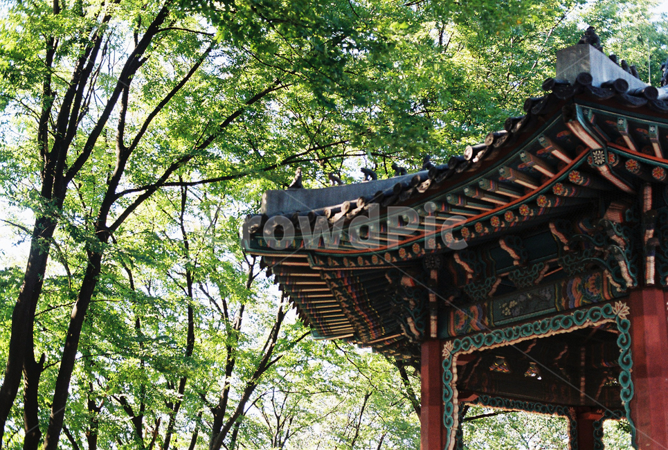 쉼터,한옥,처마,나무,기와,한국전통,한국문화,korean traditional,korean culture,건축물,건물외관,exterior,building,structure,architecture,construction