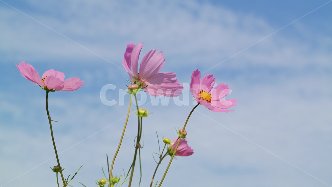 코스모스,꽃,가을꽃,핑크,cosmos,flowers,가을,자연,식물,풍경,pink,autumn,fall,nature,plants,landscape,가을,계절,fall,autumn,season,식물,자연,plants,nature,꽃,flower,plant