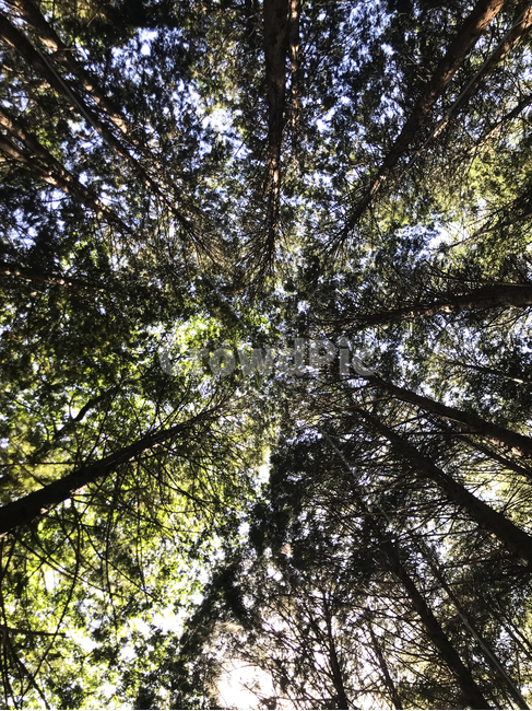 산,자연,풍경,나무,편백나무,숲,nature,tree,식물,plant
