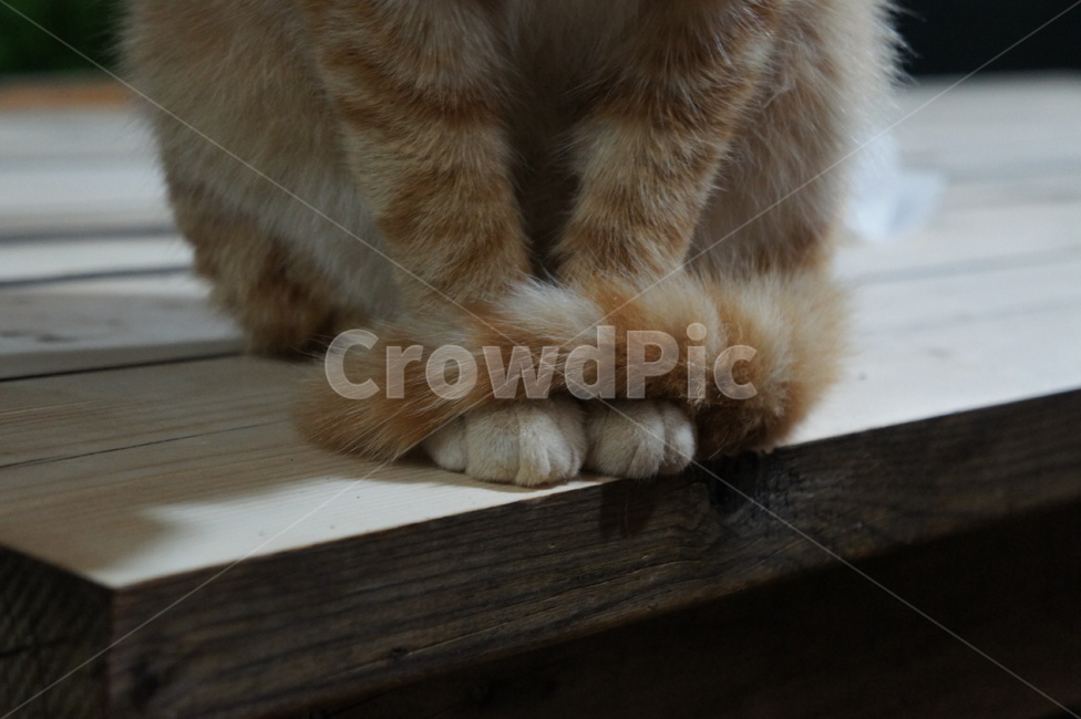 고양이,cat,paw,발,꼬리,tail,추위,털,fur,갈색,길고양이,straycat,animal,동물