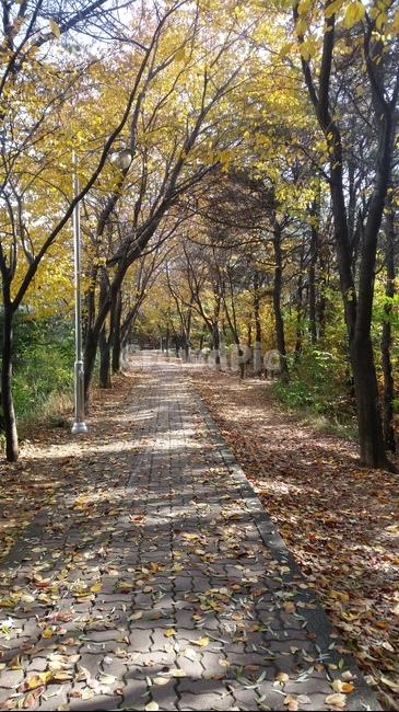 배경,계절,풍경,나무,가을,가을,계절,fall,autumn,season,자연,풍경,nature,landscape,tree,plant,식물,tree trunk,나무 줄기,ground,바닥