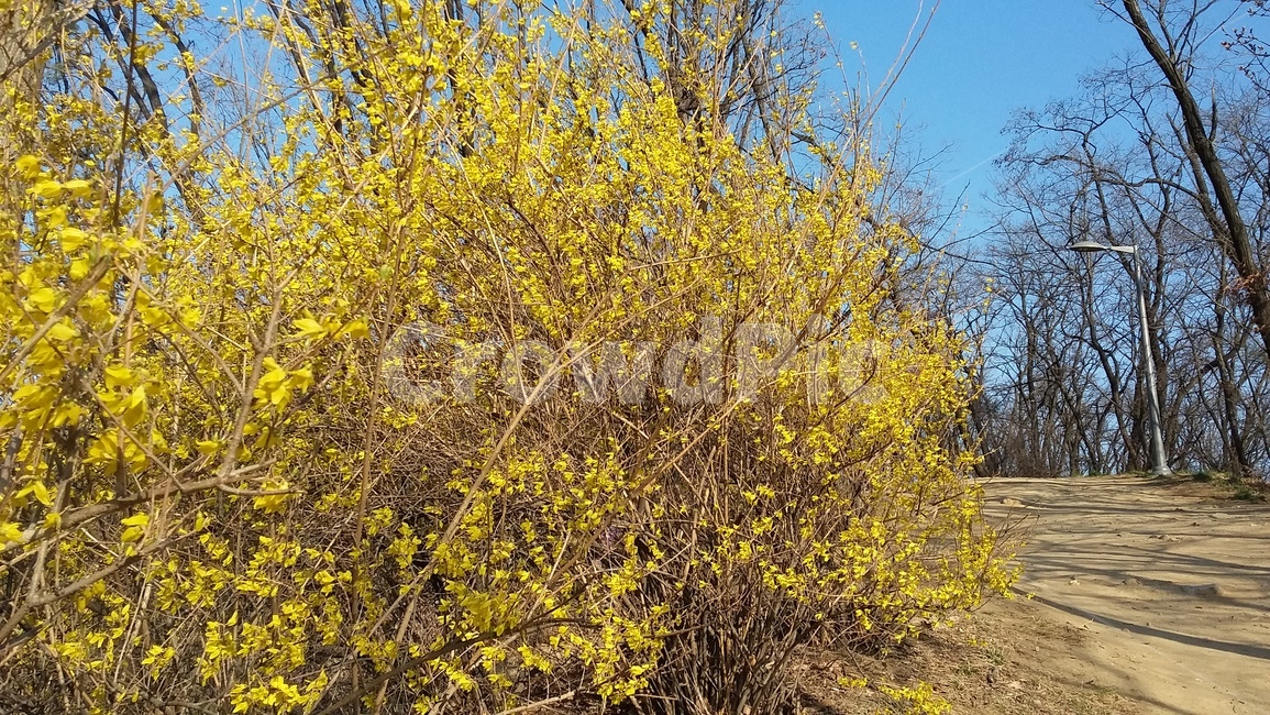 개나리,개나리꽃,동네뒷산,봄꽃,파란하늘,노란개나리,식물,자연,plants,nature,꽃,flower