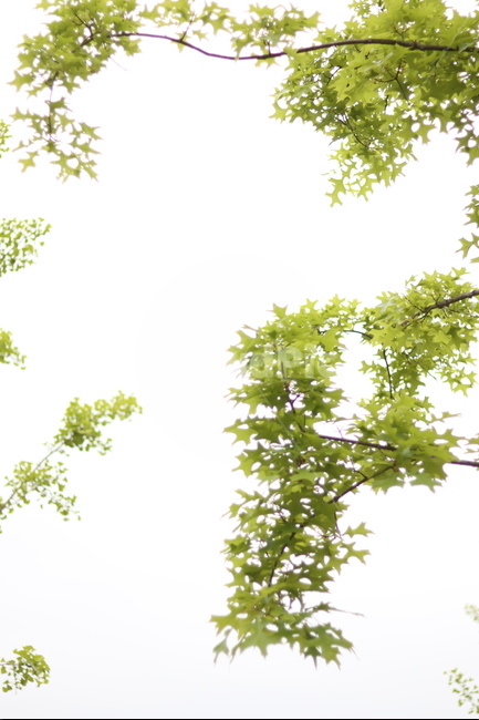 플라타너스,연두,가로수,봄,흐림,식물,자연,plants,nature,휴식,힐링,rest,relaxation,healing