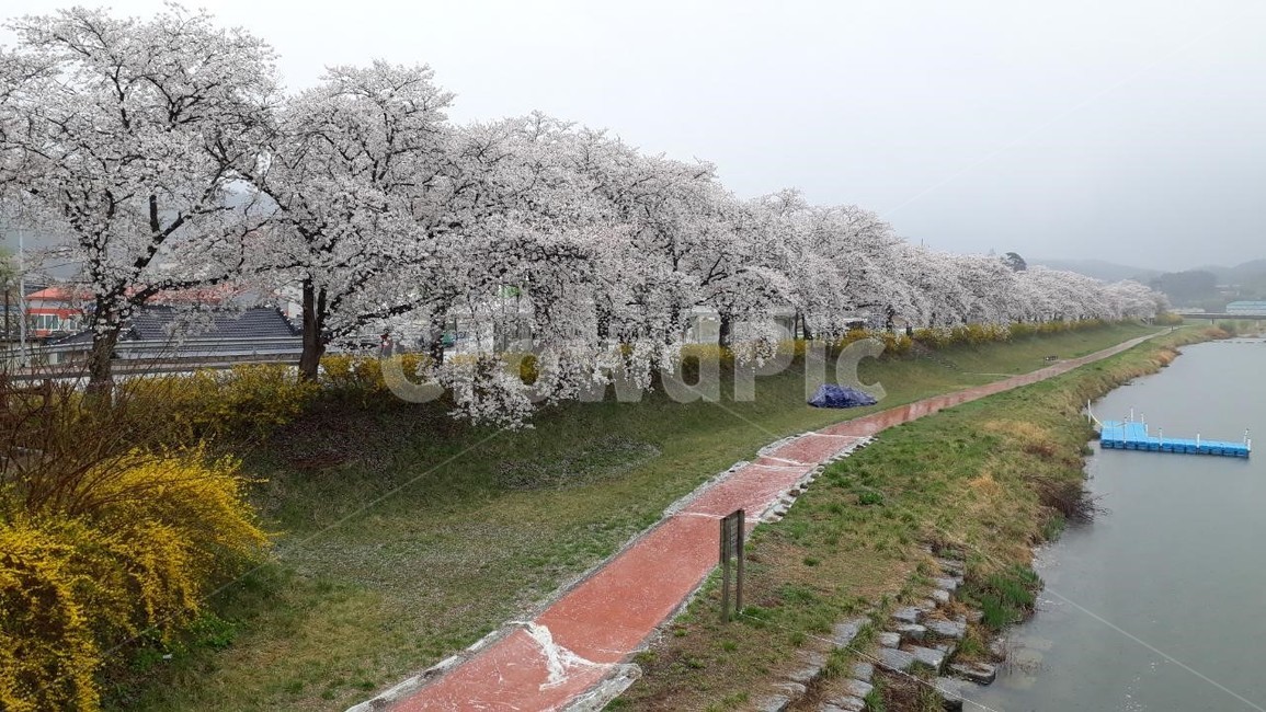 벚나무,벚꽃축제,봄하천,풍경,plant,식물