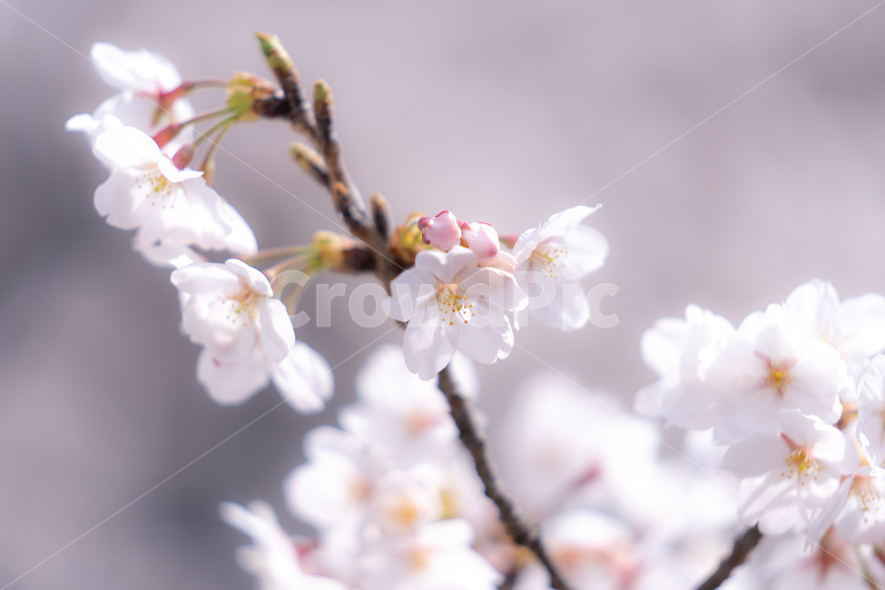 봄,벚꽃,자연,나무,계절,따뜻함,꽃,봄,계절,spring,season,plant,식물