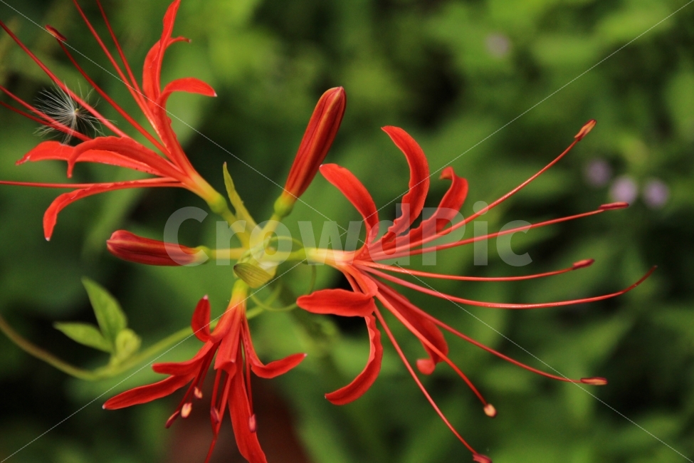 영광,불갑사,상사화붉음,더듬이모양,꽃,식물,자연,plants,nature,꽃,flower