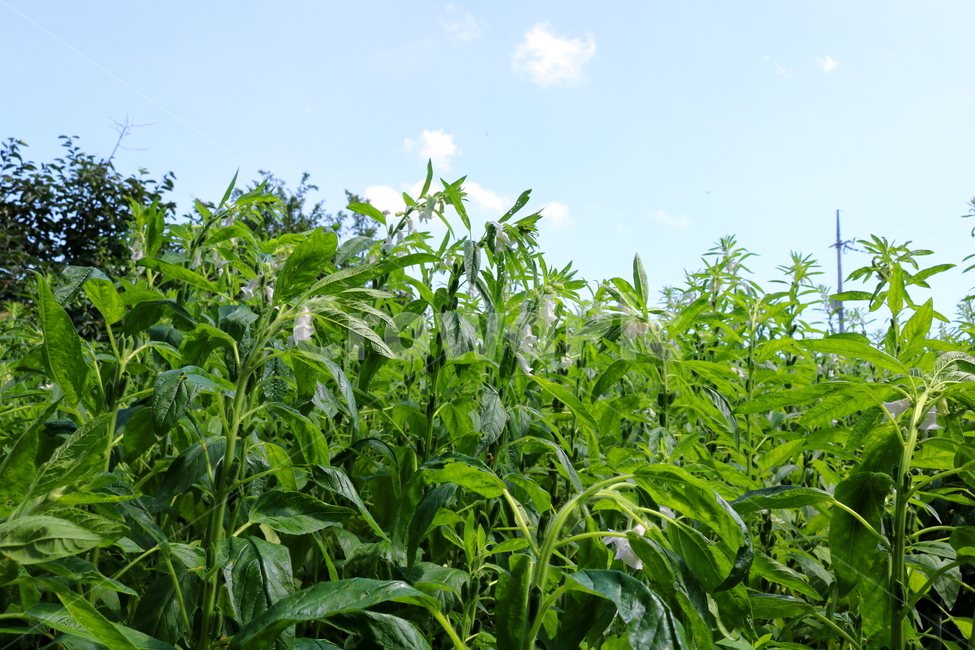 꽃,깨꽃,참깨꽃,식물,깨,참깨,식용작물,자연,호마,지마,향마,식물,자연,plants,nature