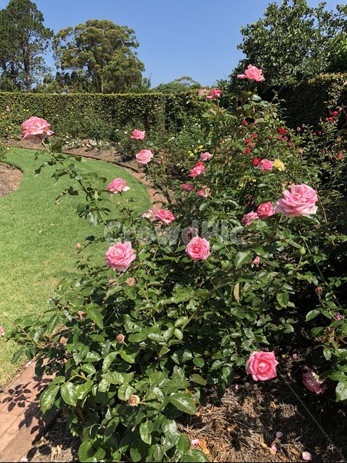 호주,보타닉가든,호주보타닉가든,정원,꽃,장미,분홍장미,garden,flower,rose,australia,au,pink