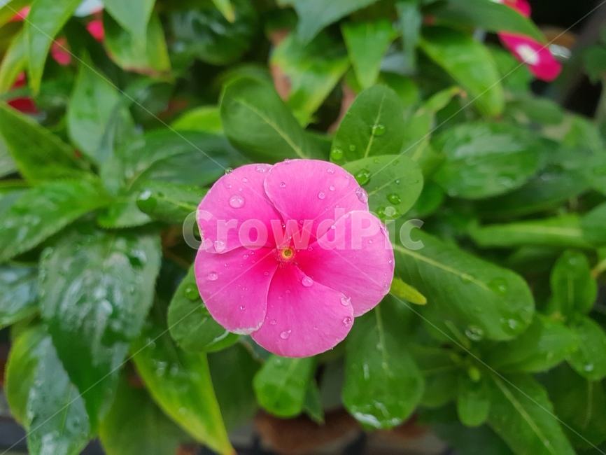자연,식물,꽃,초록,빗방울,힐링,이슬,식물,자연,plants,nature,꽃,flower