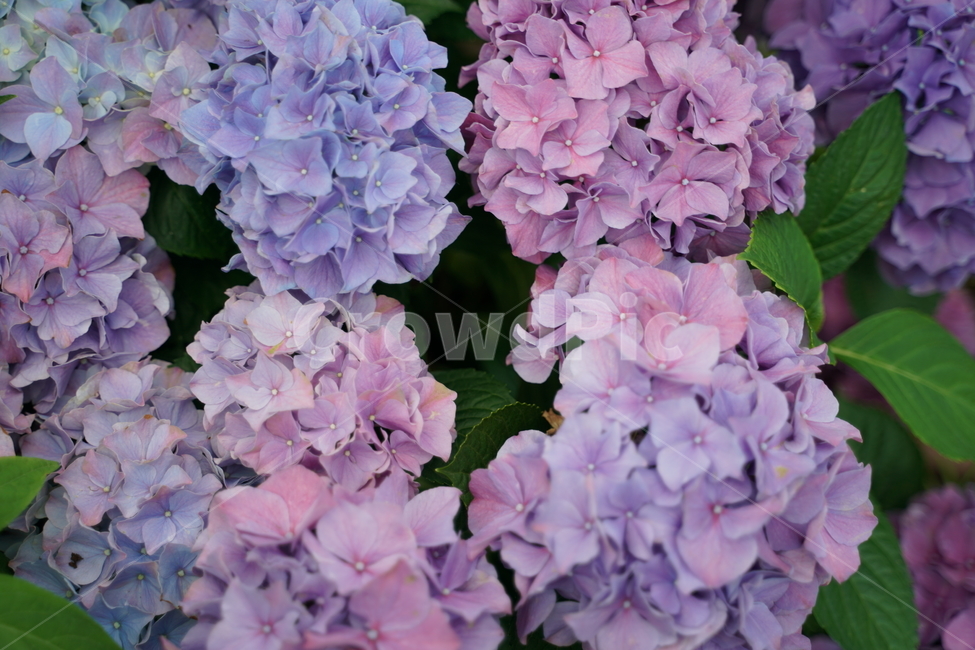수국,보라색,청색,꽃,수국꽃,식물,자연,plants,nature,꽃,flower