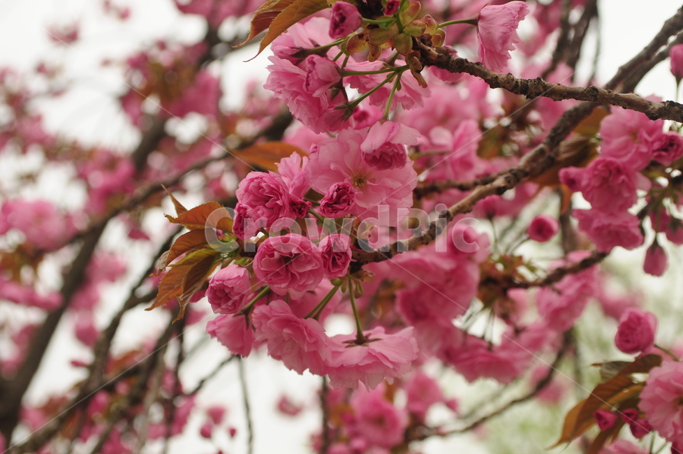꽃,겹벚꽃,벚꽃잎,봄,flower
