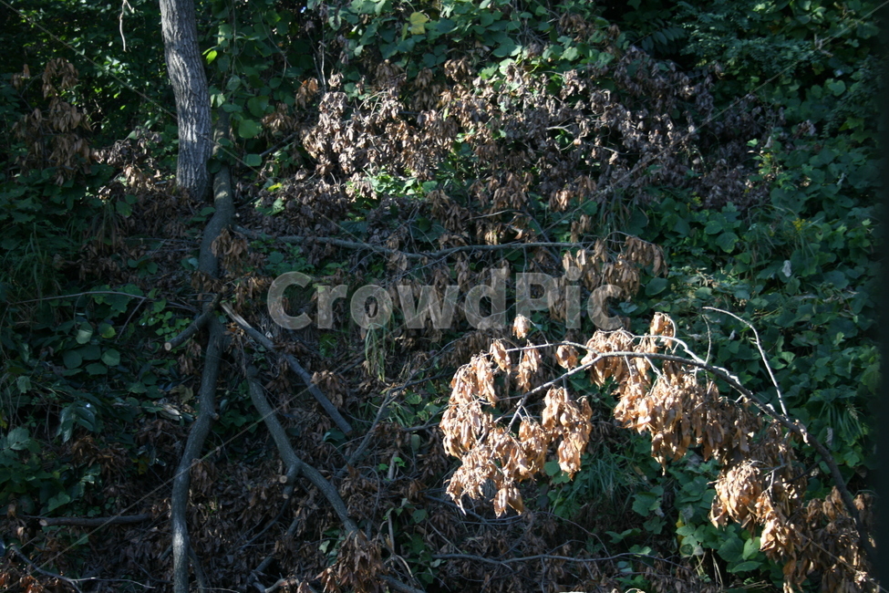 숲속,산속,나무들,덩쿨,햇빛과숲,따뜻함,죽은나무가지,식물,자연,plants,nature