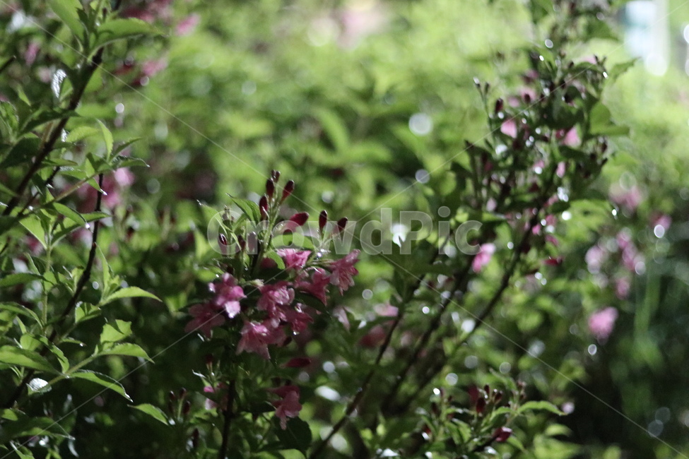 붉은병꽃나무,5월,맑음,자유,빛,식물,자연,plants,nature,꽃,flower,휴식,힐링,rest,relaxation,healing