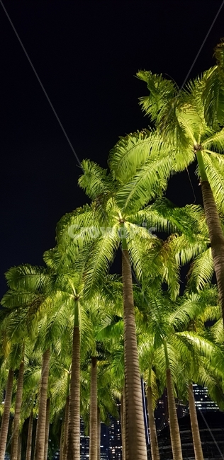 나무,풍경,야자수,싱가포르,동남아,밤,해외,tree,scenery,palmtree,singapore,southeastasia,overseas,night