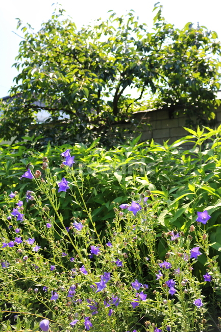 꽃,도라지꽃,도라지,식물,야생화,보라색꽃,자연,들꽃,식물,자연,plants,nature,꽃,flower