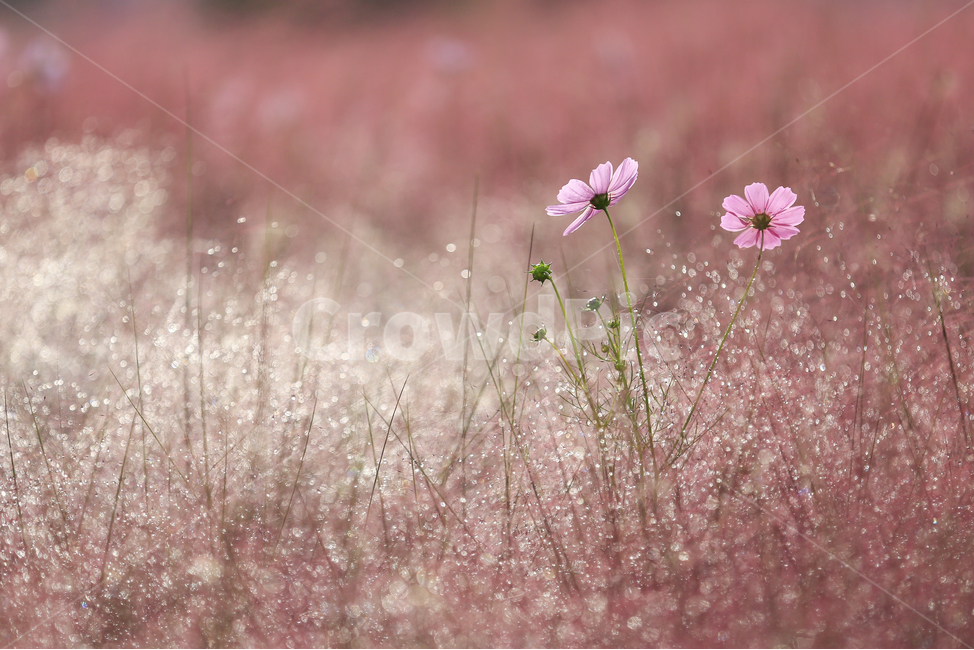 가을,코스모스,핑크뮬리,이슬,아침,환상,분홍,가을,계절,fall,autumn,season,식물,자연,plants,nature,꽃,flower,감성,sensible,feeling,plant,blossom,geranium,제라늄