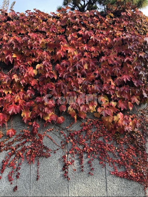 leaf,잎,plant,식물,자연,단풍,레드,red,tree,나무